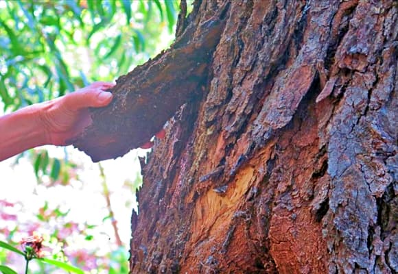 Chai lá cong, Shorea falcata, loài cây cứng hơn sắt, quý hơn vàng, nguy cơ tuyệt chủng cao