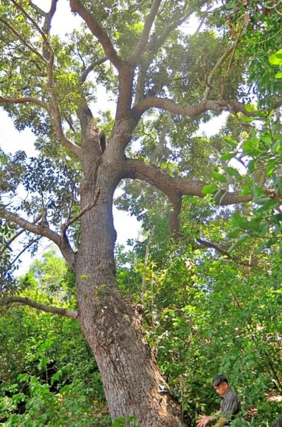 Chai lá cong, Shorea falcata, loài cây cứng hơn sắt, quý hơn vàng, nguy cơ tuyệt chủng cao