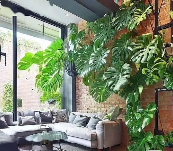 trồng cây, trồng hoa, cây cảnh 