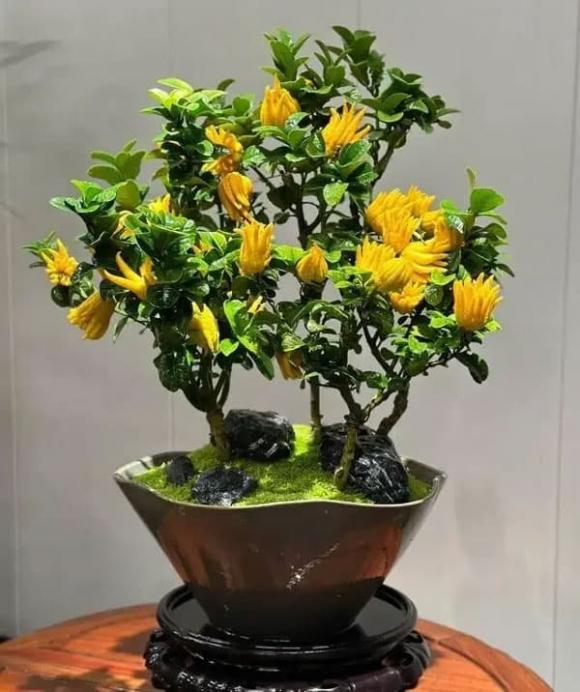 trồng cây, trồng hoa, cây cảnh 