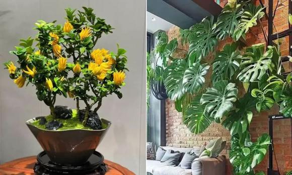cây trước nhà, cây phong thuỷ, cây tài lộc
