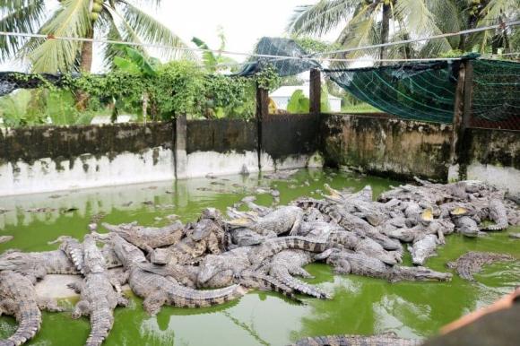 Mô hình nuôi cá sấu, làm giàu từ nuôi cá sấu