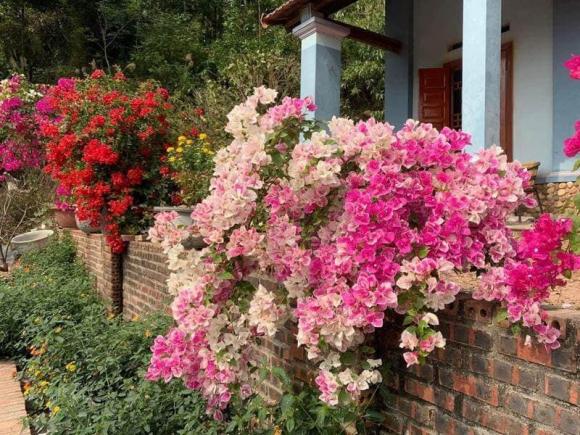 hoa giấy, mệnh nào hợp trồng hoa giấy, kiến thức 