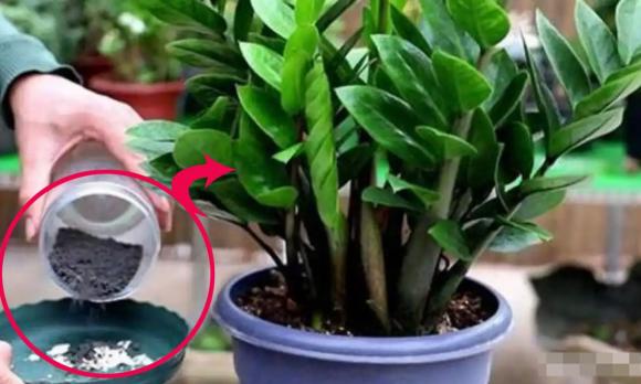 trồng cây kim tiền, cách trồng cây kim tiền