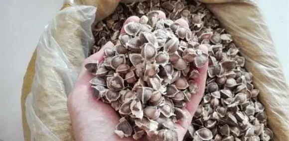 uống rượu, giải rượu
