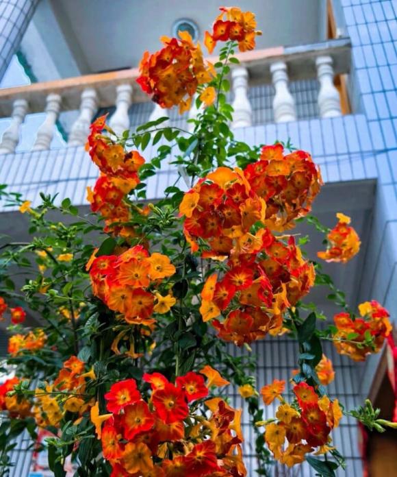ống xoắn, hoa giấy, hoa dễ trồng 