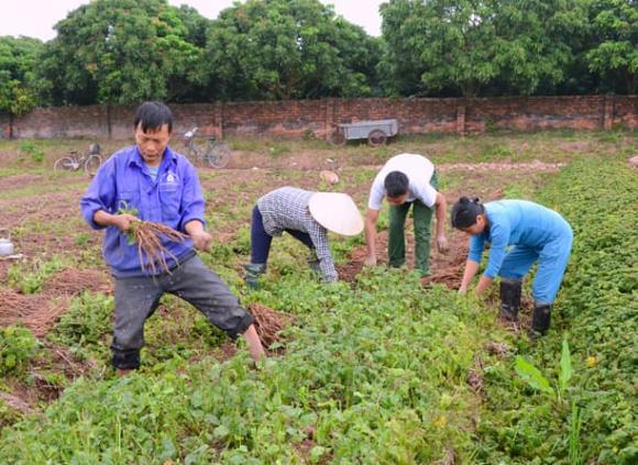 ngưu tất, trồng cây ngưu tất, thái bình