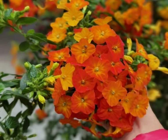ống xoắn, hoa giấy, hoa dễ trồng 