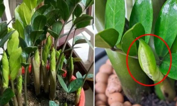 trồng cây kim tiền, cách trồng cây kim tiền