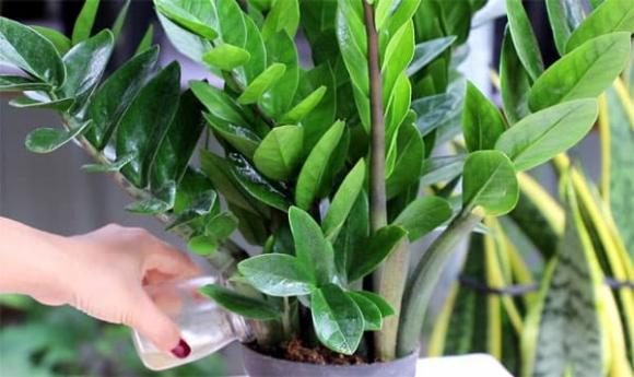 trồng cây, cây kim tiền, cây trồng