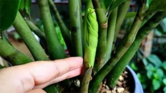 trồng cây, cây kim tiền, cây trồng