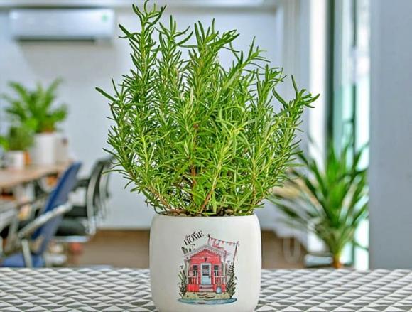 hương thảo, thần dược, thuốc quý, cây cảnh