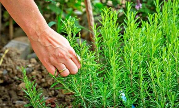 hương thảo, thần dược, thuốc quý, cây cảnh