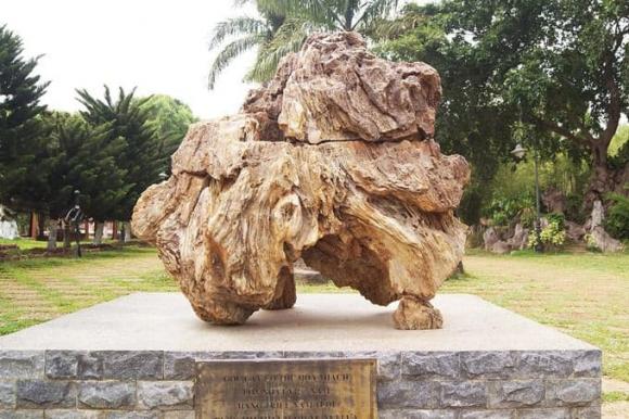 Gỗ hóa thạch, gỗ hóa ngọc