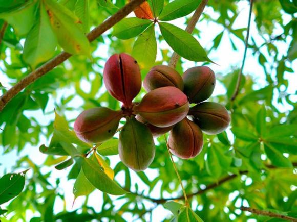 Cây trôm, tác dụng của mủ trôm
