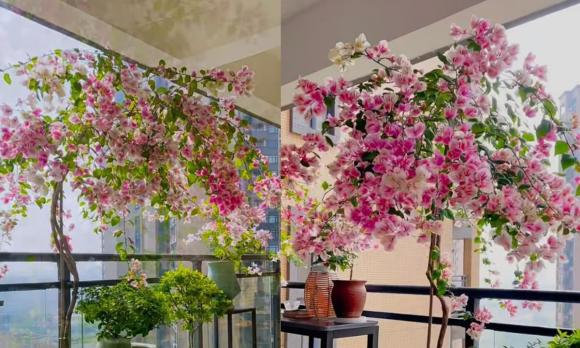 hoa giấy, hoa giấy chỉ nuôi lá, kiến thức 