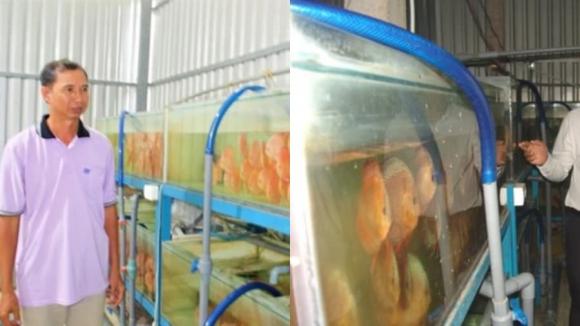 Nuôi cá cảnh, mô hình nuôi cá cảnh