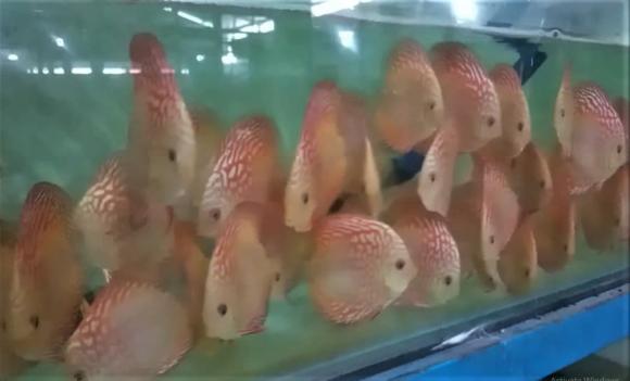 Nuôi cá cảnh, mô hình nuôi cá cảnh