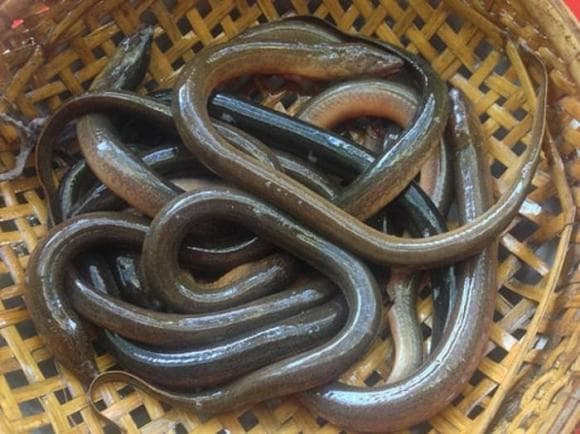 lươn trông trăng, lươn trông trăng là gì, dân gian 