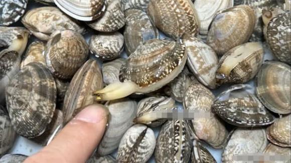 ngao, món ngon, chế biến ngao
