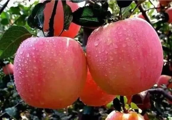 quả táo, tàu tàu, tiểu đường