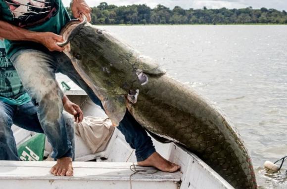 ăn cá, cá không nên ăn, sức khỏe
