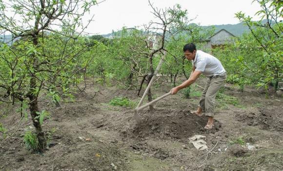 trồng cây gì, trồng đào, thu nhập gấp nhiều lần trồng lúa, kiến thức 