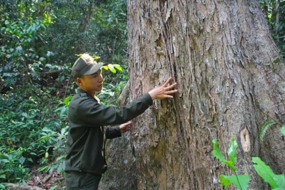 Loại gỗ vương mộc, gỗ giáng hương