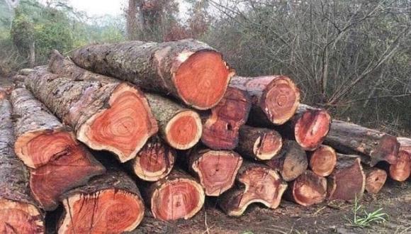 Loại gỗ vương mộc, gỗ giáng hương