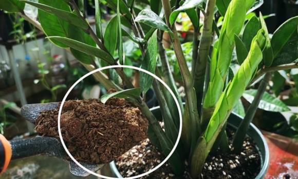 trồng cây kim tiền, cách trồng cây kim tiền