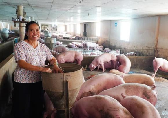 Nuôi lợn, mô hình nuôi lợn