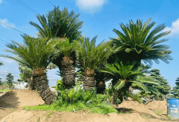 Cây cảnh, cây vạn tuế
