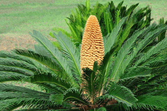Cây cảnh, cây vạn tuế