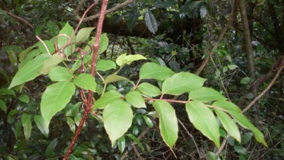 Cây dược liệu, cây chè dây