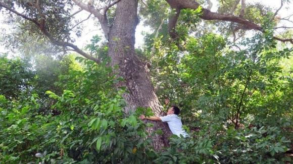 Loài cây quý hiếm nhất thế giới chỉ có tại Việt Nam, cây chai lá cong