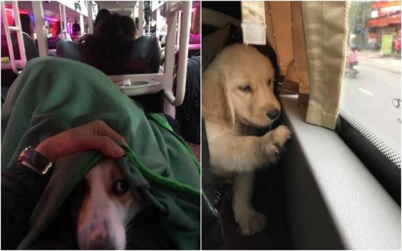có được mang thú cưng lên xe khách 
