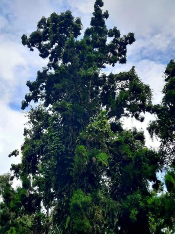 Cây gỗ quý hiếm, cây thuỷ tùng