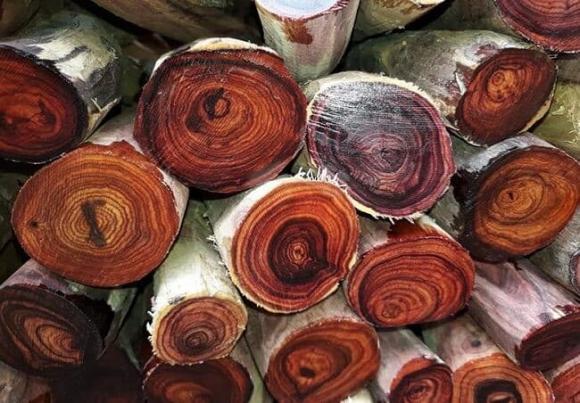 gỗ, gỗ quý, kiến thức