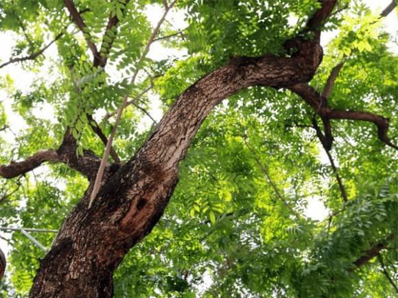 gỗ, gỗ quý, kiến thức