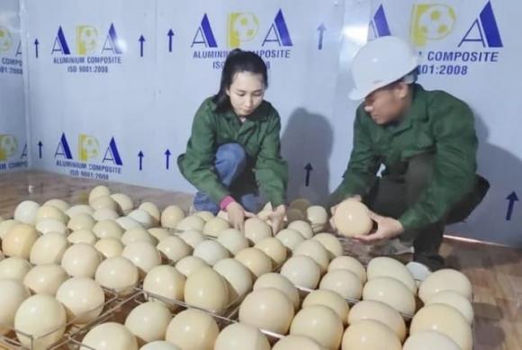 Nuôi đà điểu, mô hình nuôi đà điểu