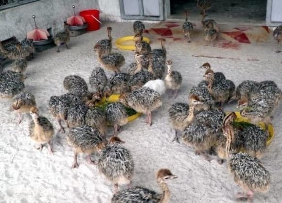 Nuôi đà điểu, mô hình nuôi đà điểu