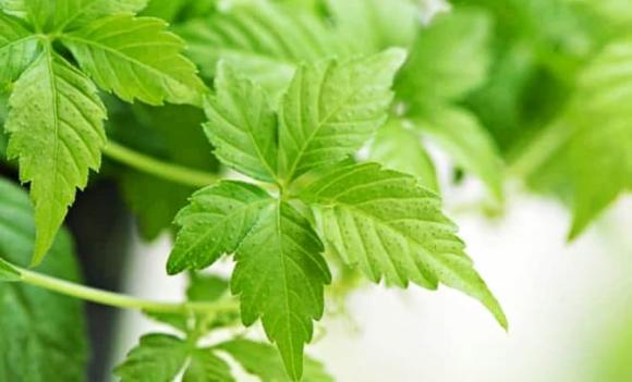 Giảo cổ lam, cỏ trường sinh, nhân sâm phương Nam, chống oxy hóa, Gynostemma pentaphyllum