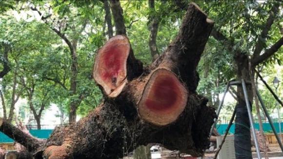 Gỗ quý, gỗ hoàng hoa lê