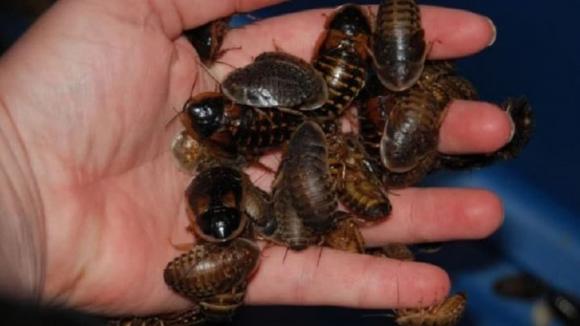 nuôi gián Dubia, mô hình nuôi gián Dubia