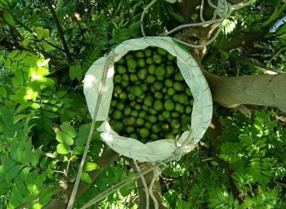 Quả sấu, sấu xuất khẩu
