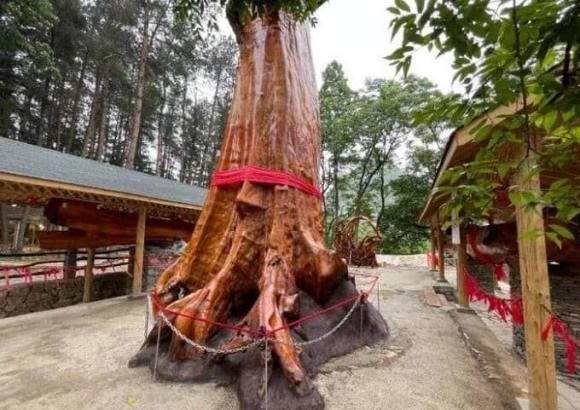 Cây gỗ quý, gỗ nanmu