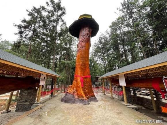 Cây gỗ quý, gỗ nanmu