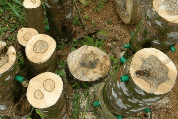 Gỗ quý, gỗ kỳ nam