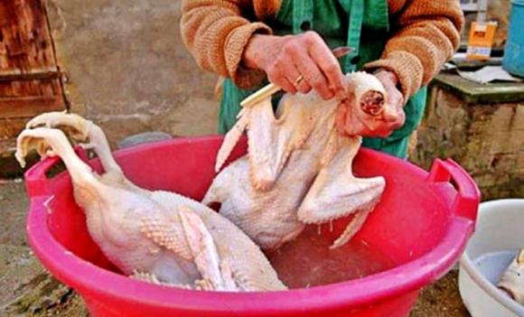 Thịt vịt, Làm sạch lông vịt, khử mùi hôi