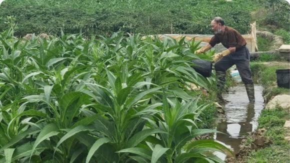 Trồng cây thuốc lào, mô hình trồng cây thuốc lào